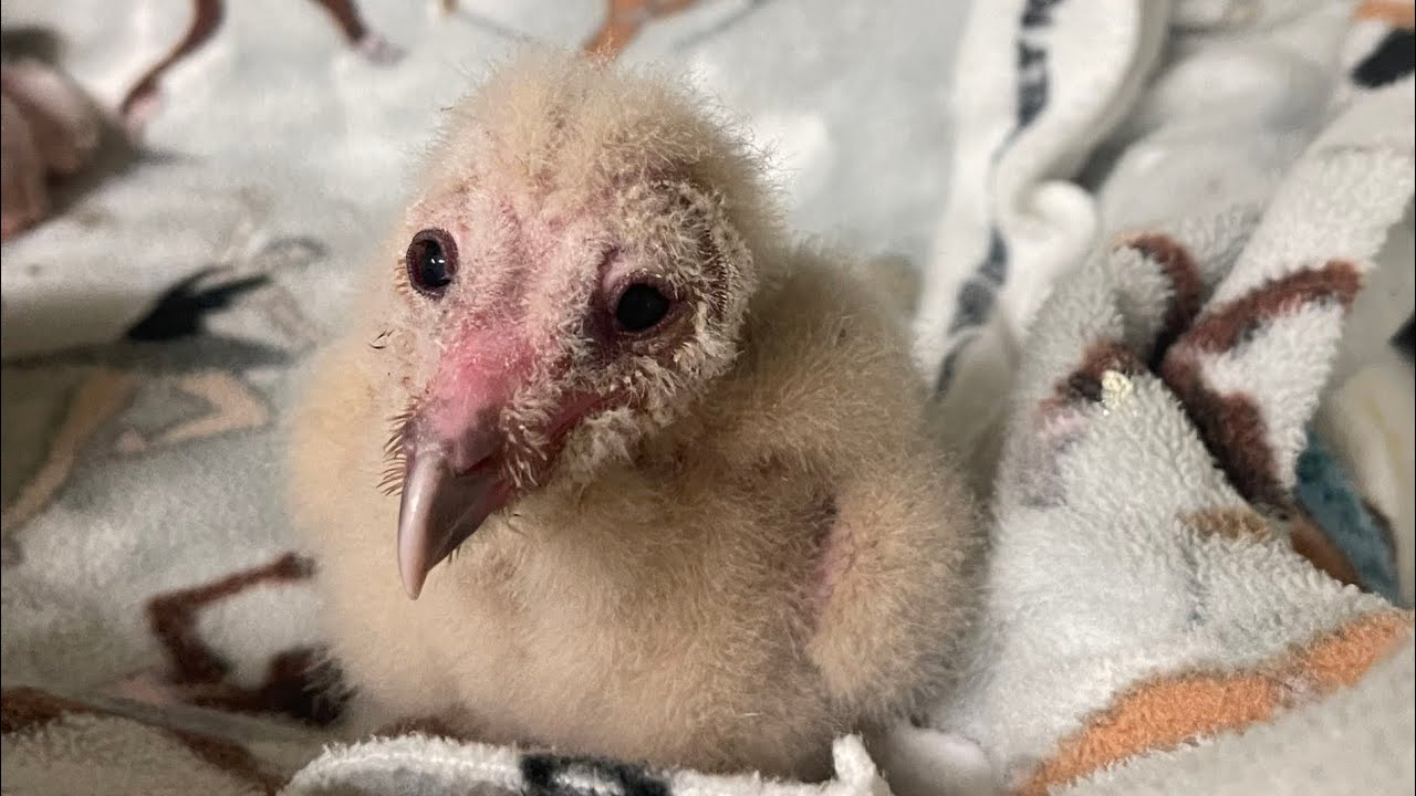 Barn Owl Babies Re-Nested + Reunited w/ Parents! 🙌 - YouTube