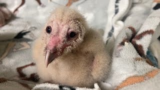 Barn Owl Babies Re-Nested + Reunited w/ Parents! 🙌 - YouTube