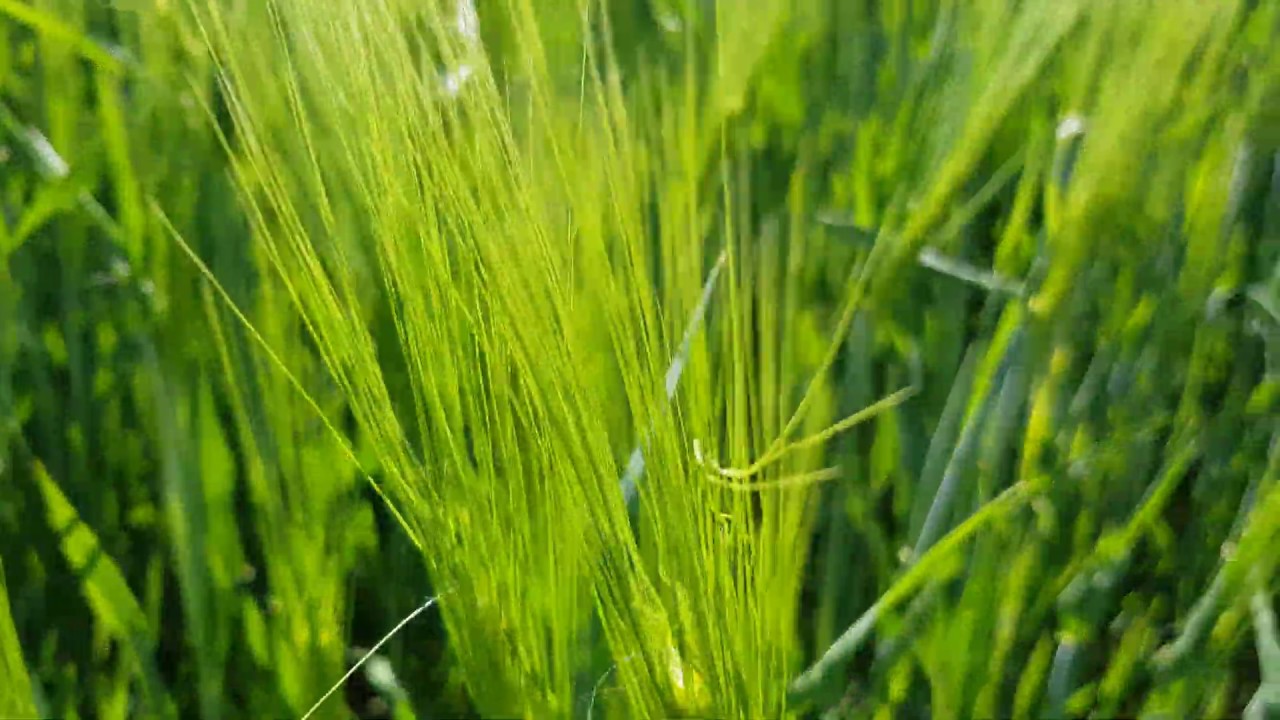 Beautiful Green Wheat Field in  4K HDR (ULTRA HD) - Nature is Awesomely Incredible