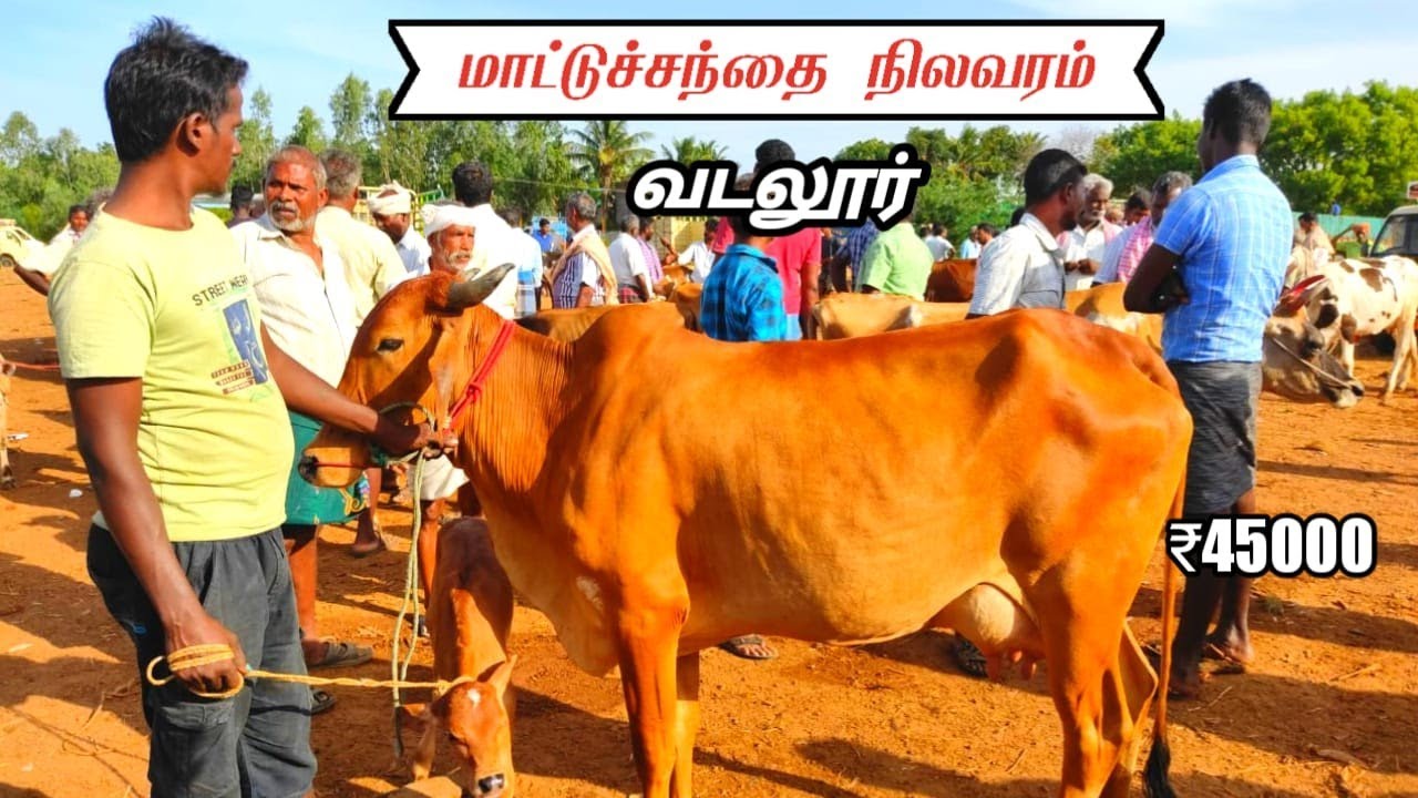 வடலூர் மாட்டு சந்தை| களைகட்டிய பால்மாடு விற்பனை 