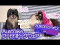 Austrakeドッグウェアのフードがピッタリだったポメラニアン犬【はなポメ#583】