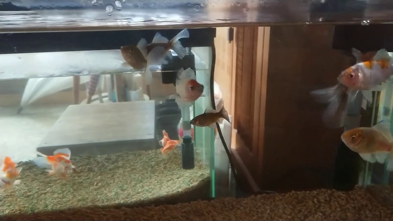 玄関水槽の金魚達 弥彦山 金魚 Youtube