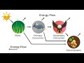ENERGY IN AN ECOSYSTEM