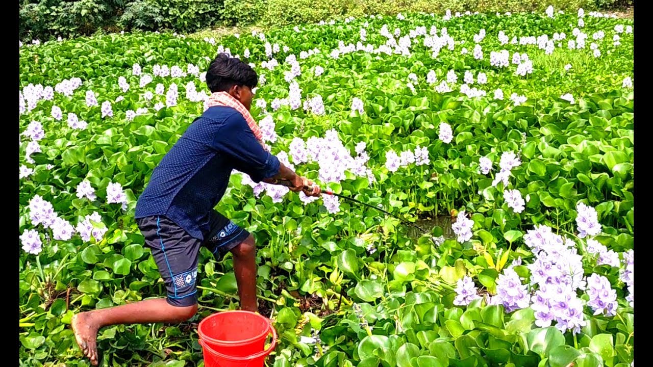 Best Hook Fishing Video Traditional Hook Fishing In Village People 