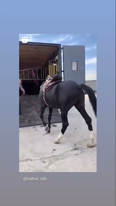 Мына түлпар ☝😳🐎🐎 - YouTube
