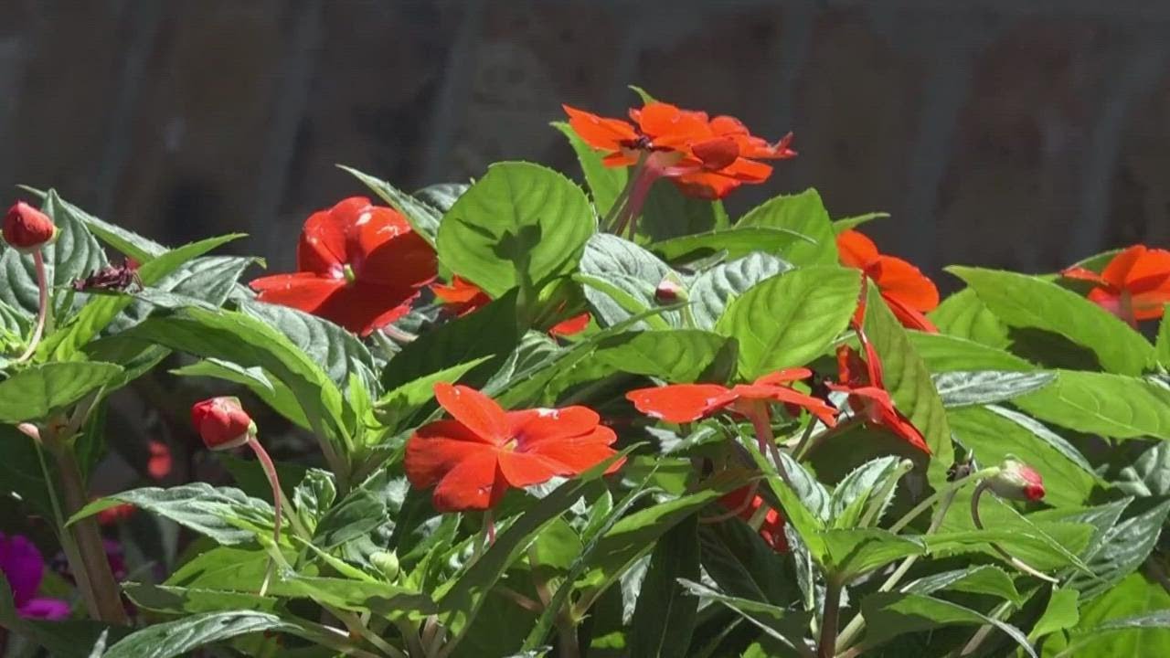 Uvalde flower shop is helping with funeral arrangements for some