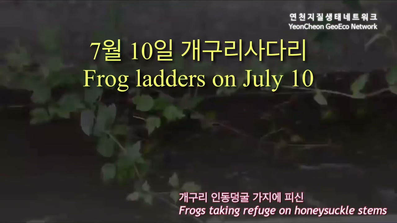 7월 10일 개구리사다리