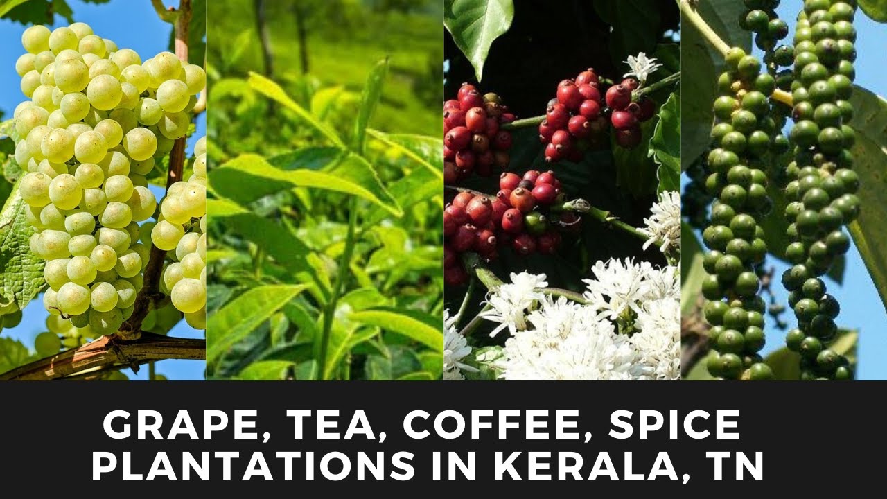 Grape, Tea, Coffee, Spice plantations in Kerala, TN Suruli, Kurangani
