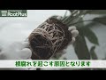 【紹介】失敗しない植木鉢!?ルートプラスポット(固定ピンが新しくなりました。)園芸、ガーデニング、根腐れ、植物、果実、菜園、庭、農業、農家