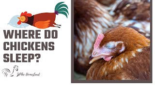 How Do Chickens Sleep?