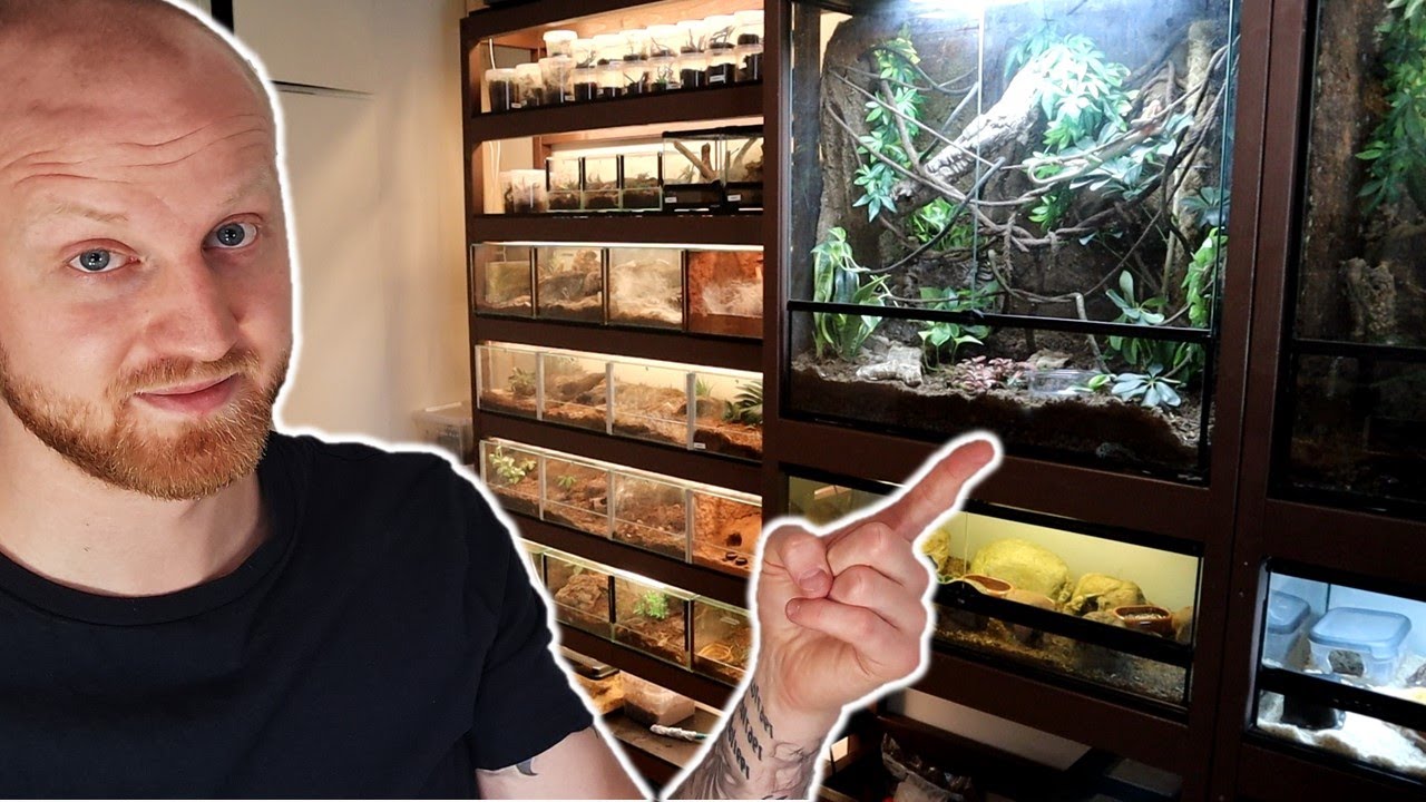 Build Shelves For Exo Terra | DIY Terrarium Wall - YouTube