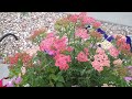 Power In A Flower