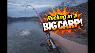 Huge Carp Hit Out of Nowhere! Cat & Carp Fishing Adventure 