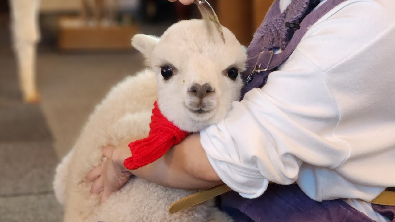 생후3개월 알파카 아기🩷(feat.알파카농장)