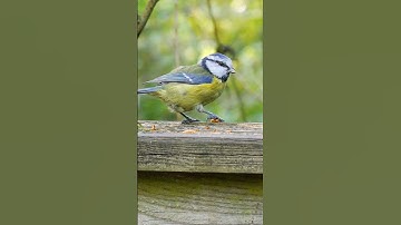 Blue Tit can
