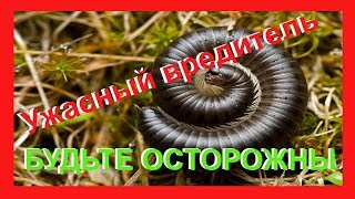 Проволочник отдыхает по сравнению с этим вредителем.