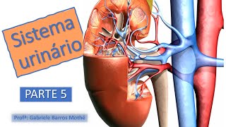 SISTEMA URINÁRIO - parte 5 (anatomia veterinária)
