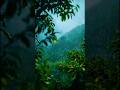 Beauty of the Rainy Season 🌧️🍃 #shorts #rain #rainyseason #nature #naturevibes #monsoon  #rainvibes