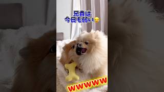 【完敗】おもちゃ奪いに行った兄貴の末路www#ポメラニアン #dog #かわいい