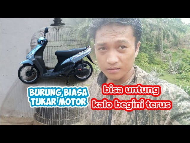 motor di tukar dengan burung antik #mikatburung #pikatburung #mikatburungcucakijo class=