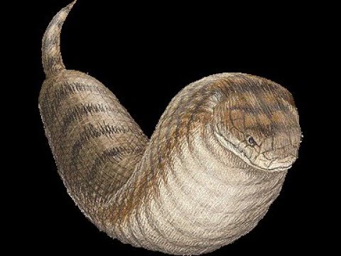 The Myth of the Tsuchinoko: The Elusive Snake-like Creature in Japanese Cryptid Lore