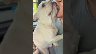 Kisses for Baxter! 🧸 #pups #frenchbulldogs #frenchies