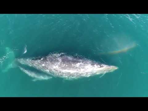 camera iphone 8 plus apk gray whale cow calf c