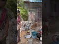 Plz feed the stray animals 🙏🥹#shorts #youtubeshorts #dog #viralvideo #doglover