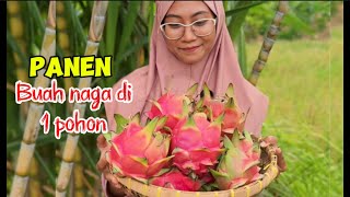 Download Lagu Panen Buah Naga #petik #buah #pohonbuahnaga #indonesianvillagelife #fruit  MP3