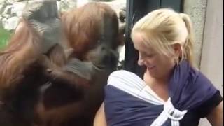 Bebeği Görmek İsteyen Orangutan