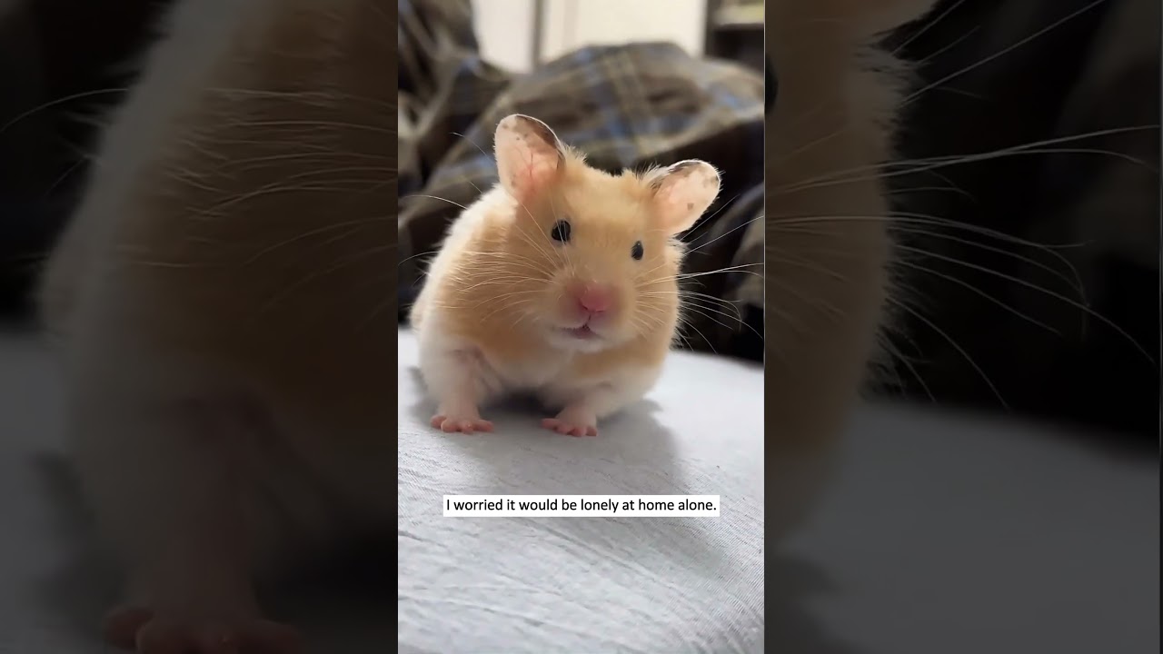 Guarda Newborn hamster is all bloated #hamster #animalrescue #heartwarming #love su YouTube Guarda Newborn hamster is all bloated #hamster #animalrescue #heartwarming #love su YouTube