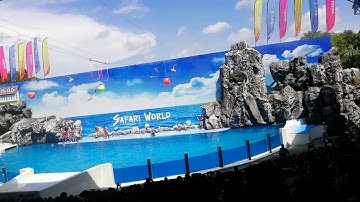 Xiếc cá heo - Dolphin Show tại Safari World Thái Lan P2