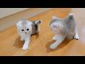 A tiny kitten suddenly takes off running! Its speed is astonishing!