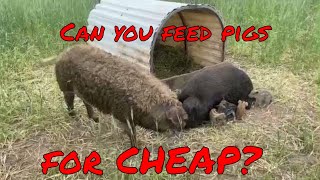 How to Pasture Raise Pigs