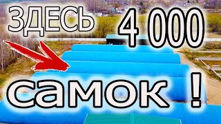 4 К. САМОК! ЧТО ОН С НИМИ ДЕЛАЕТ?