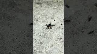 Ants Attack a Colorful Fly 🐜🪰 | Macro Wildlife