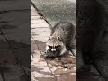 Mother Raccoon Recovers Baby