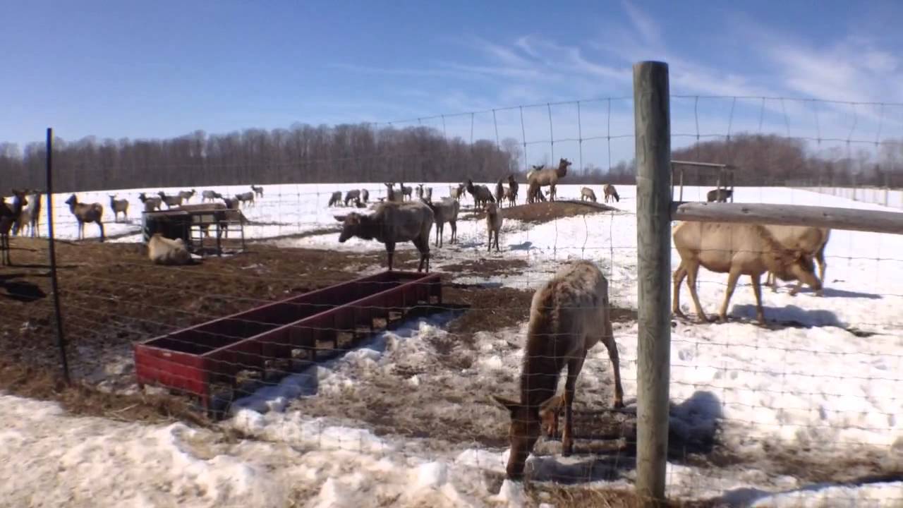 Elk Farm Maple Magic Mar. 29, 2015 YouTube