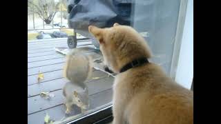 funny dog  playing with #funnyvideos#viralvideos