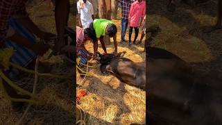 💢🐂Maadu vaangiyachi 🤯😱🌀⁉️ #shortvideo #subscribe #pattadhari #jallikattu #2026 #vlog