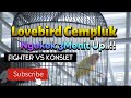 Fighter VS Konslet ? Lovebird Fighter CEMPLUK Berhasil merebut Juara 2 di kelas Lovebird Reguler.