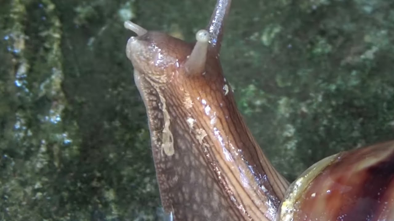 Ốc uống nước 🐌🐌🐌🐌 🐌🐌🐌🐌 Snails drink water YouTube