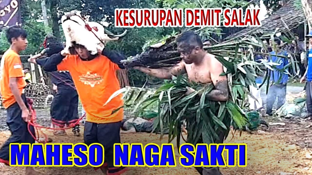 BIKIN MERINDING! KALAPAN WIT SALAK & AMUKAN GANAS BANTENGAN MAHESO NAGA SAKTI