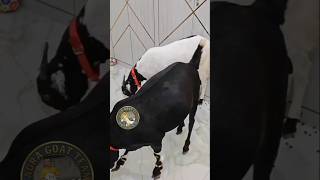 Do Ratan Juda ho jyege #viralshort #goat #whitegoat #trendingshorts #beautifullgoats #ytshorts