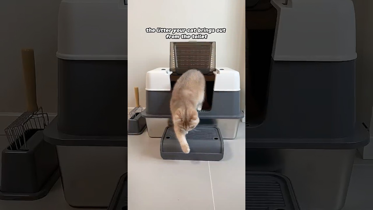 The Stainless Steel Litter Box That Changed Everything