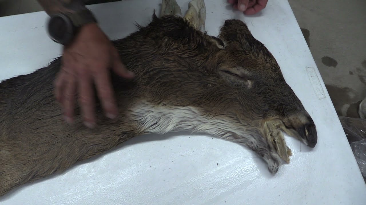 Tanned Whitetail Deer Cape For Sale 7" X 20" OBT2074 YouTube