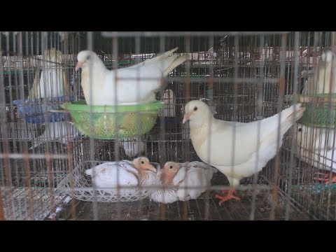 Video Phương pháp nuôi chim bồ câu Pháp hiệu quả - youtube