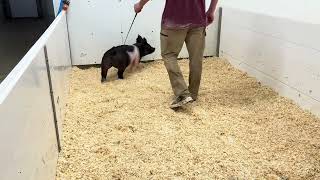 Full Lot 3 68-8 Crossbred Gilt sell September 1, 2026 Update