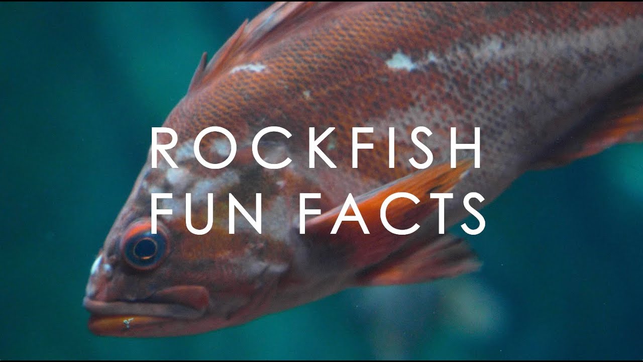 Why Rockfish are so cool and unique | with Dr. Milton Love Why Rockfish are so cool and unique | with Dr. Milton Love