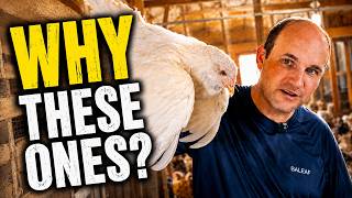 I Have Hundreds of Chickens… These Are My Favorite